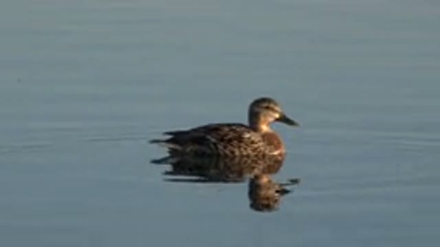 WESTMINSTER COLORADO-2015: Beautiful Bird Swimming In Shallow And Calm Waters Of