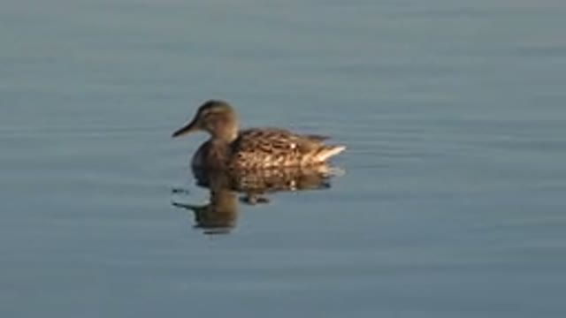 WESTMINSTER COLORADO-2015: Duck Swimming in Lake Wildlife Scene