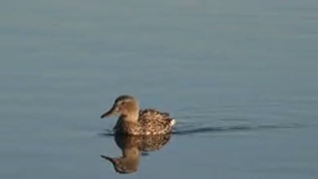 WESTMINSTER COLORADO-2015: A Male Mallard Duck Swimming Solo in the Water