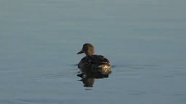 WESTMINSTER COLORADO-2015: Cute And Fluffy Gray Mallard Alone And Calm In The Water