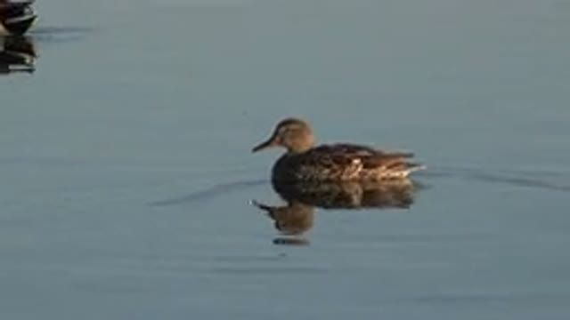 WESTMINSTER COLORADO-2015: Ducks Stroll Calmly Floating On The Surface Of A Lake