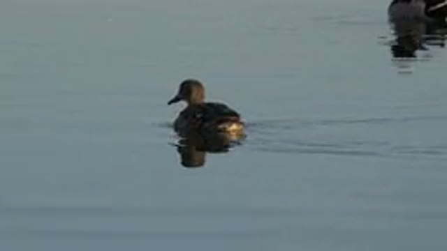 WESTMINSTER COLORADO-2015: A Brown Duck Swimming On Water To Catch Prey