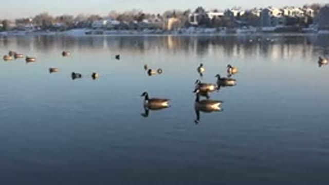 WESTMINSTER COLORADO-2015: Ducks In A Lake Roaming Free And Enjoying A Peaceful