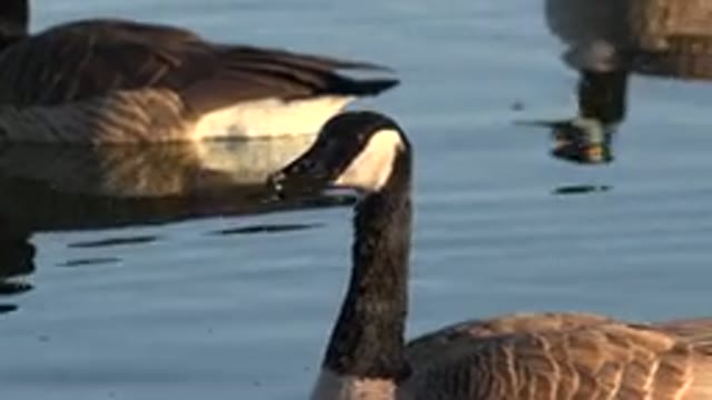 WESTMINSTER COLORADO-2015: Close Up Of Canadian Geese On Body Of Water Focus Is