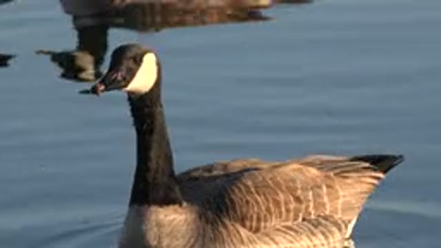 WESTMINSTER COLORADO-2015: Up Close Of Geese In The Water