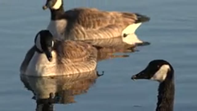 WESTMINSTER COLORADO-2015: Geese Swimming On River