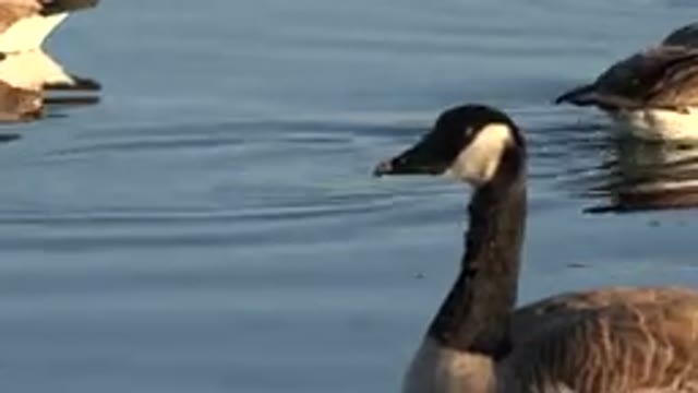 WESTMINSTER COLORADO-2015: Geese Swimming In Calm Water On A Sunny Day