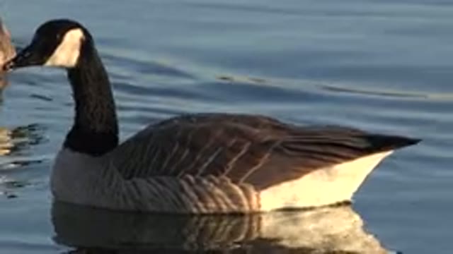 WESTMINSTER COLORADO-2015: Beautiful Sitting Ducks On A Sea Water