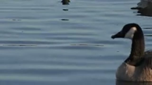 WESTMINSTER COLORADO-2015: Geese Swimming On Calm Water On A Sunny Day