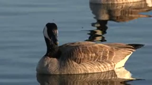 WESTMINSTER COLORADO-2015: A Duck Floats Peacefully On A Calm Body Of Water And