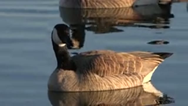 WESTMINSTER COLORADO-2015: Geese Swimming On Calm Water