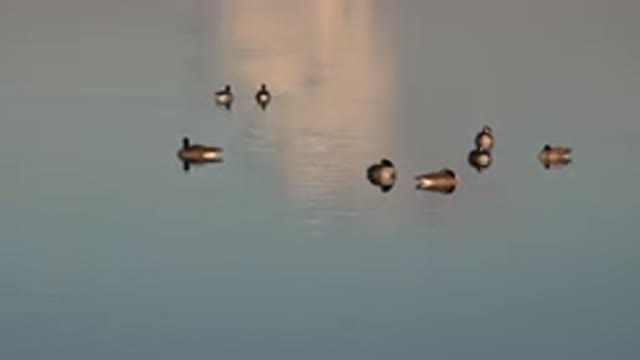 WESTMINSTER COLORADO-2015: A Group Of Birds Congregating On A Body Of Water