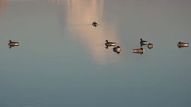 WESTMINSTER COLORADO-2015: Panoramic View of Ducks Floating on Lake with City Background