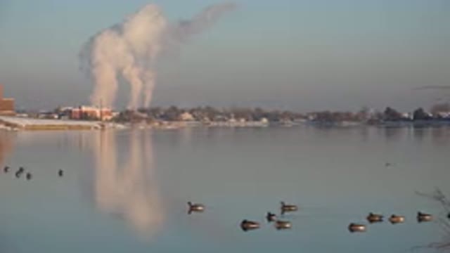 WESTMINSTER COLORADO-2015: Birds Swimming In The Lake