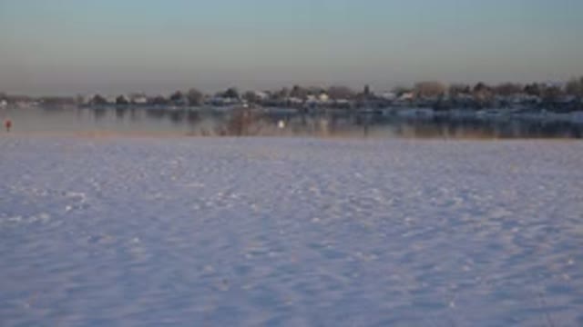 WESTMINSTER COLORADO-2015: A Brown Dog Playing on the Snow Ground