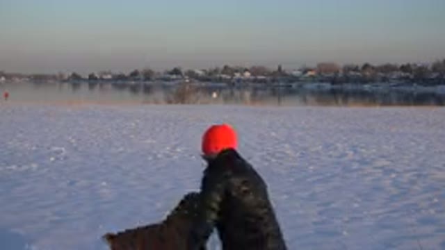 WESTMINSTER COLORADO-2015: Man Wearing Red Hat Tries To Get Object From Brown Dog