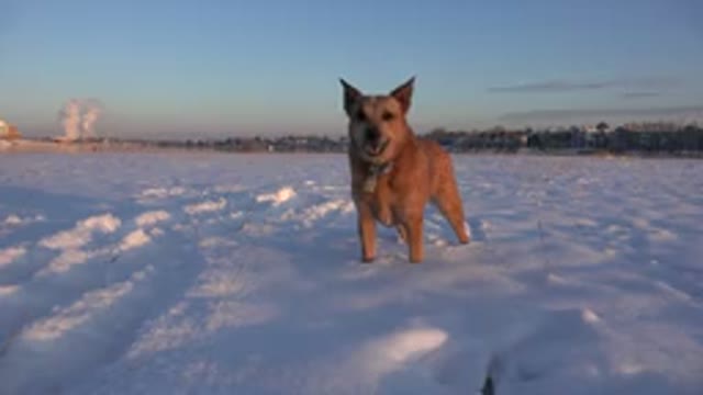 WESTMINSTER COLORADO-2015: A Brown Dog Standing Alone in the Snowy Landscape