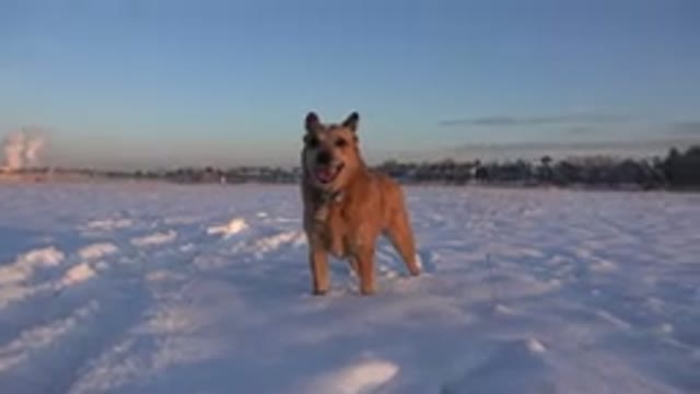 WESTMINSTER COLORADO-2015: Brown Dog Sniffs New Fallen Snow On A Clear Sunny Day