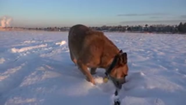 WESTMINSTER COLORADO-2015: Snow Eating Brown Active Dog