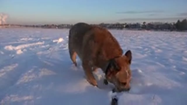 WESTMINSTER COLORADO-2015: Brown Dog Sniffing Snow On A Sunny Day