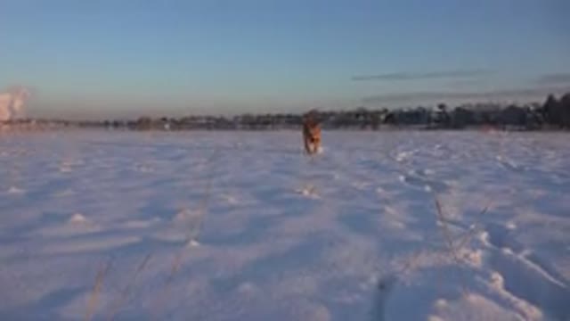 WESTMINSTER COLORADO-2015: Dog With Short Tail Playing With Its Owner In The Snow