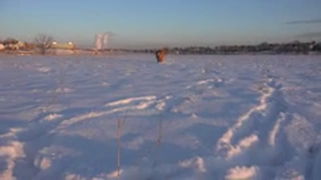 WESTMINSTER COLORADO-2015: Dog Running Up To Camera Through A Snowy Field Stops