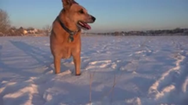 WESTMINSTER COLORADO-2015: Happy Brown Dog Standing On A Snow Road
