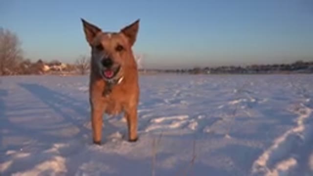 WESTMINSTER COLORADO-2015: Dog Outside Standing In Snow Hears Something And Turns