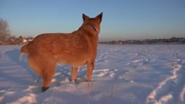 WESTMINSTER COLORADO-2015: Red Haired Dog Stands Alert And Spins In Snowy Field