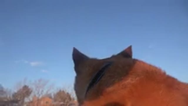 WESTMINSTER COLORADO-2015: Close-Up of a Brown Dog Looking at Snow on a Sunny Day
