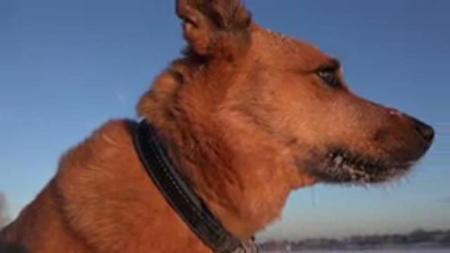 WESTMINSTER COLORADO-2015: The Smile And Look Of A Beautiful Dog