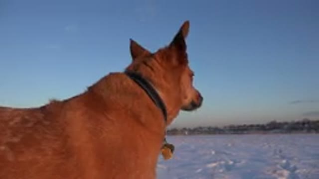 WESTMINSTER COLORADO-2015: A Brown Dog Standing on Snow-Covered Ground