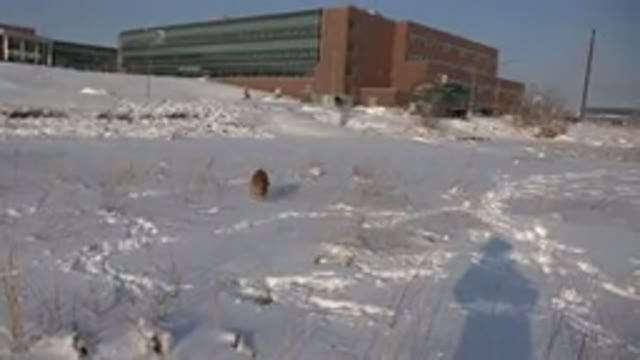WESTMINSTER COLORADO-2015: Running Brown Dog On A Snow
