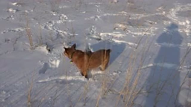 WESTMINSTER COLORADO-2015: Brown Dog in Search for Something in Snowy Field