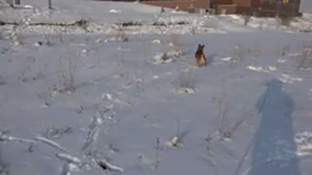 WESTMINSTER COLORADO-2015: Small Brown Dog Walking And Running Outside On The