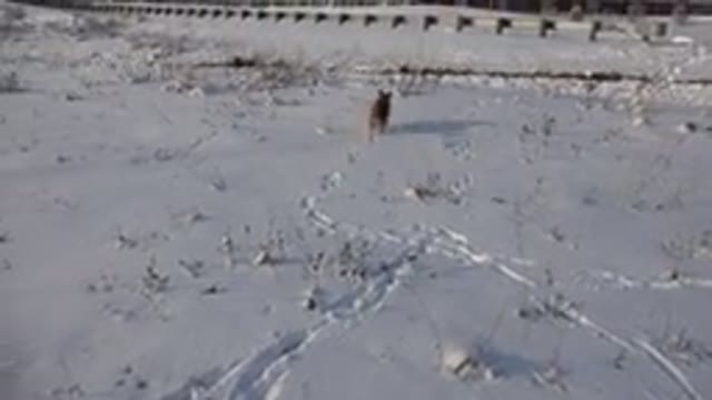 WESTMINSTER COLORADO-2015: Dog Chases Car on Snowy Road