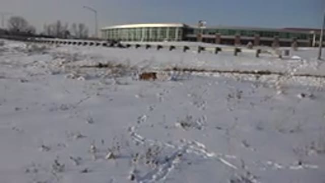 WESTMINSTER COLORADO-2015: Snowy Day With A Dog Walking Around