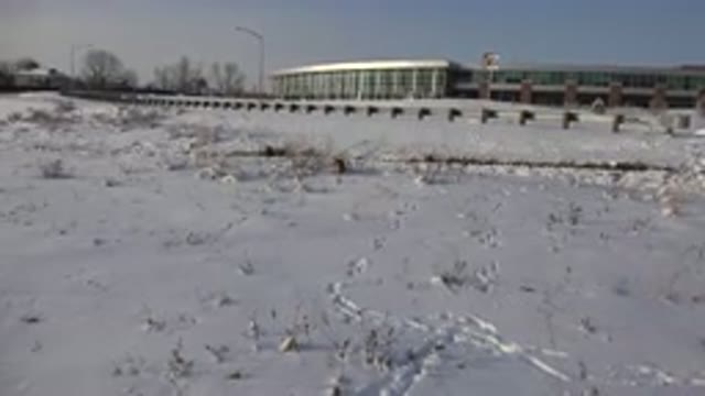 WESTMINSTER COLORADO-2015: Animal Walking And Playing Alone In The Snow On A