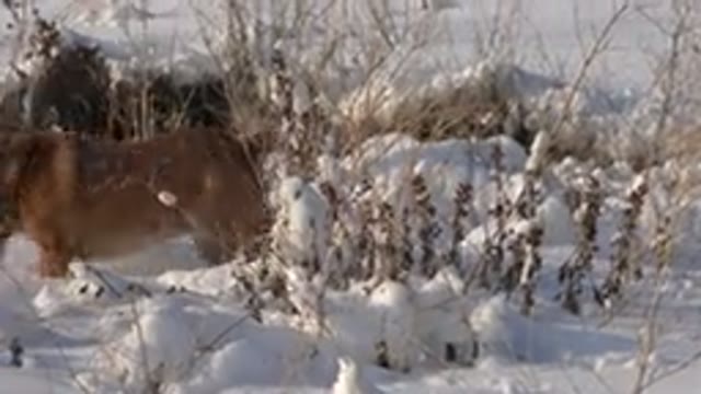 WESTMINSTER COLORADO-2015: Brown Dog Walking Through Snow On A Sunny Day