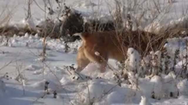 WESTMINSTER COLORADO-2015: Dog Playing With His Owner To Hunt His Toy In The Snow