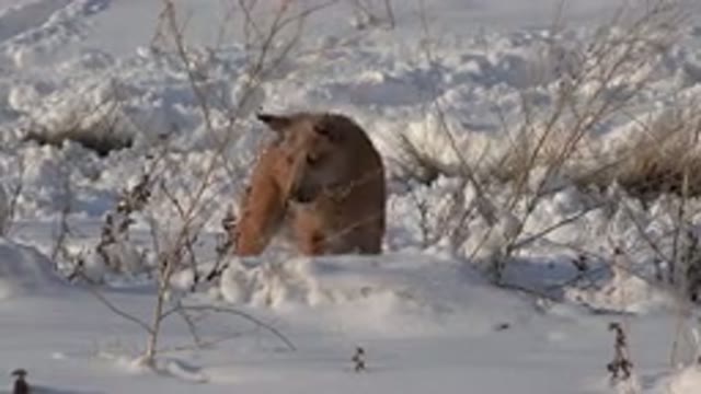 WESTMINSTER COLORADO-2015: A Medium Brown Dog With A Cropped Tail Pawing