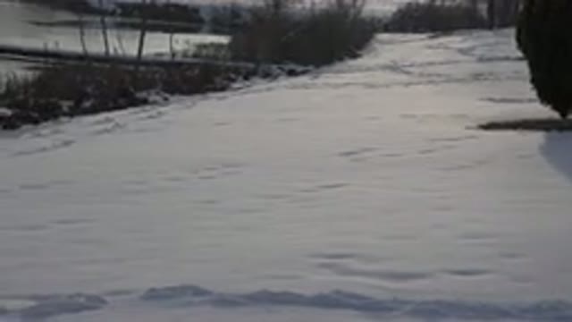 WESTMINSTER COLORADO-2015: Amazing Brown Dog Running In The Snow And Searching