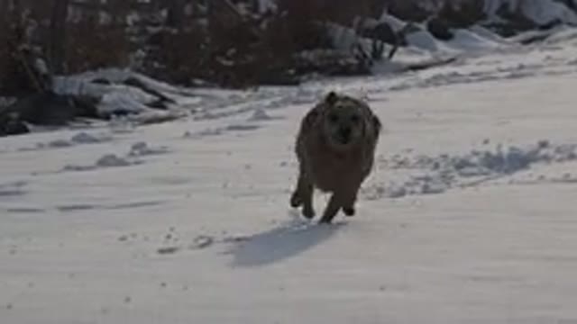 WESTMINSTER COLORADO-2015: A Cute Little Dog Running Across the Snow Leaving Paw Prints