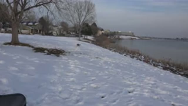 WESTMINSTER COLORADO-2015: Dog Playing Fetch While Running Back And Forth