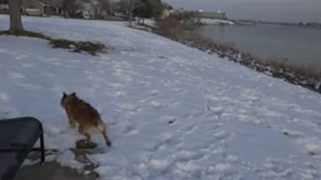 WESTMINSTER COLORADO-2015: A Dog Running Around In The Snow