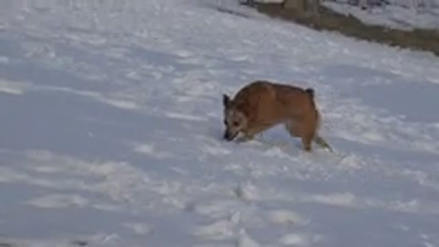 WESTMINSTER COLORADO-2015: Cute Little Arctic Dog Roaming Around And Exploring
