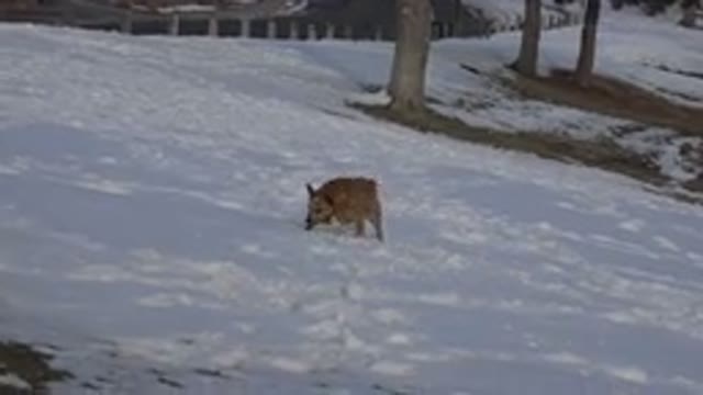 WESTMINSTER COLORADO-2015: A Small Brown Dog Sniffing The Snow Before Running Across The Yard