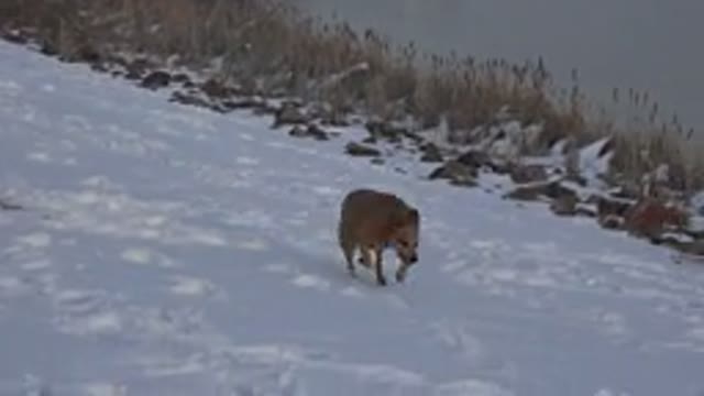 WESTMINSTER COLORADO-2015: Brown Dog Without Tail Running In The Snow By The Lake
