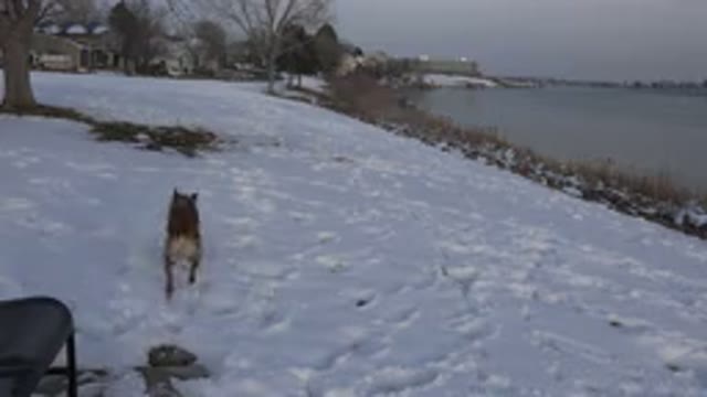 WESTMINSTER COLORADO-2015: Brown Dog Runs In Snow Then Turns To Look At Camera