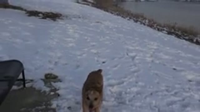 WESTMINSTER COLORADO-2015: Happy Dog Jumping And Running In A Snowy Field Near A